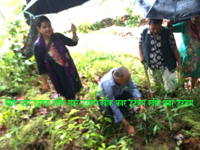 सामुदायिक वनमा बाँस बृक्षारोपण