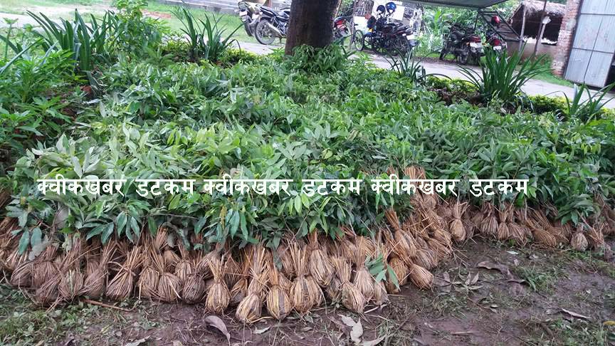 फलफूलका विरुवा आइपुगे सुर्खेतमा, विभिन्न सेवाकेन्द्रबाट वितरण गरिने