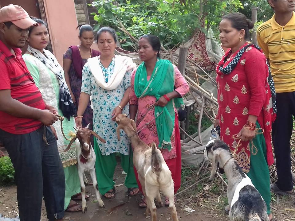 वडाको सहयोगमा बाख्रा वितरण