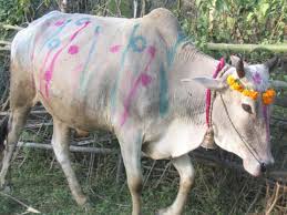 तिहारको चौथो दिन आज गोरु तिहार