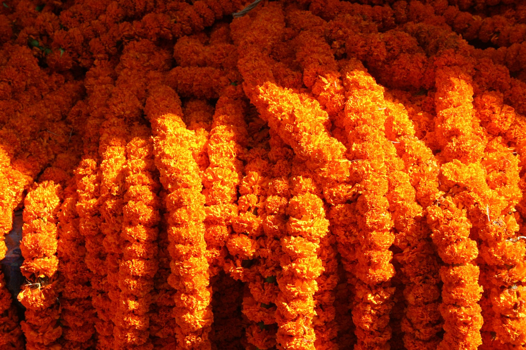 मखमली र सयपत्रीको अभाव