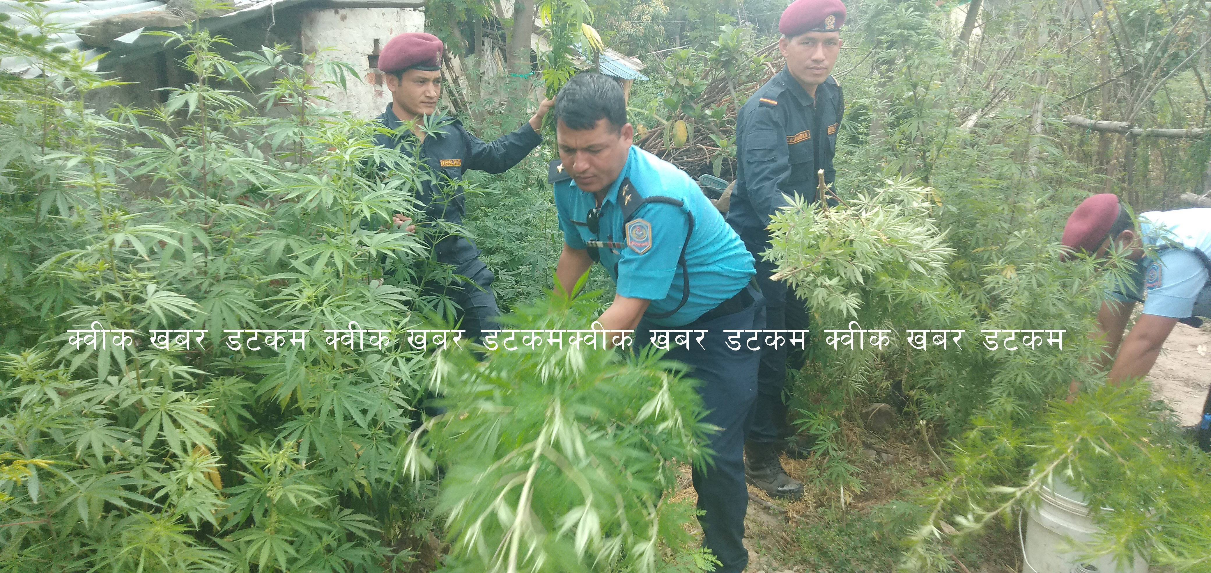 पाँच हजार गाँजाका बोट नष्ट
