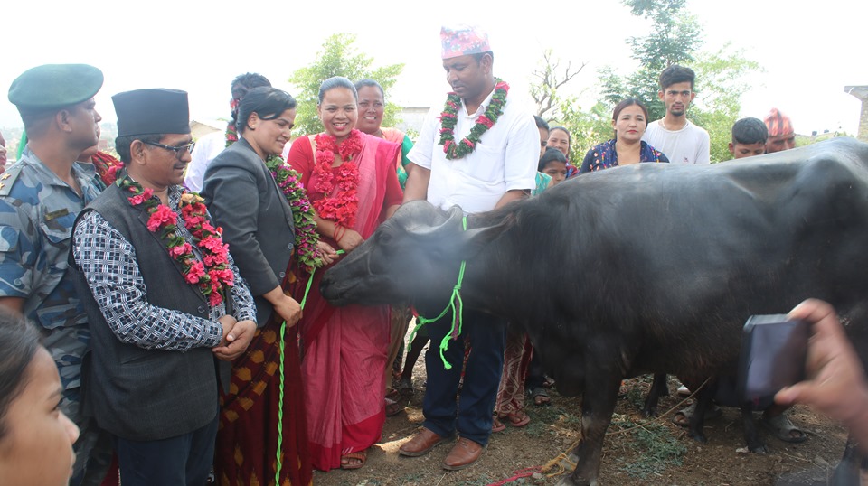 व्यवसायिक भैंसीपालनमा दलित समुदाय