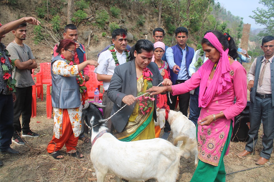 सहकारी मार्फत उन्नत जातको बोका बितरण