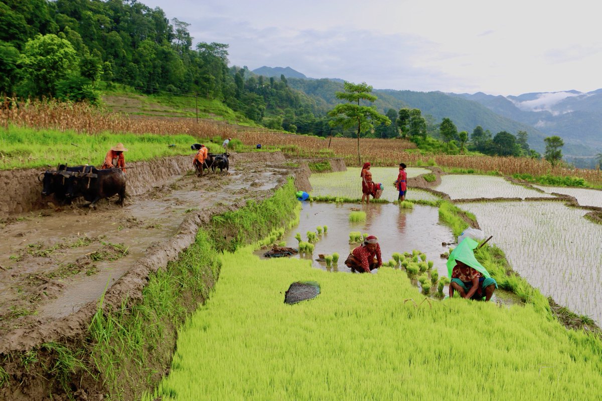असार पन्ध्र : राष्ट्रिय धान दिवस