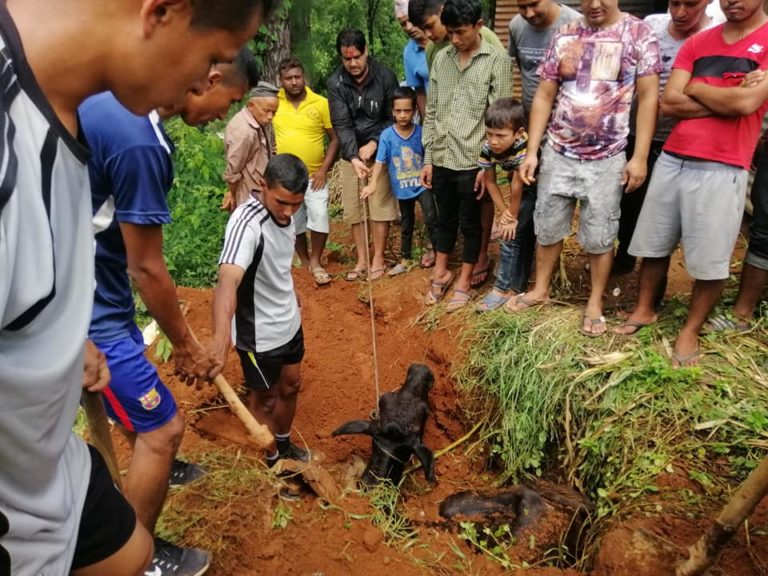 गौहत्याको  प्रकरण दोहोरिदै