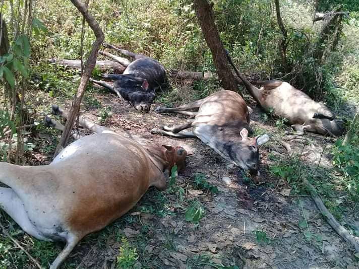 गौहत्या प्रकरण