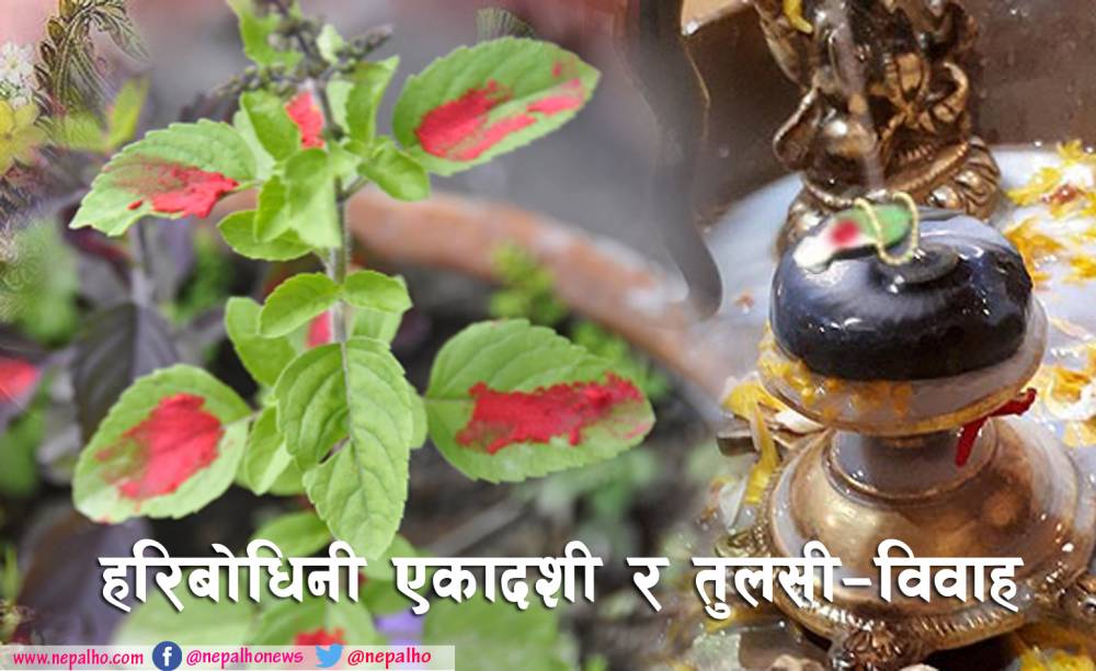 आज हरिबोधिनी एकादशी, तुलसीको विवाह गरिँदै