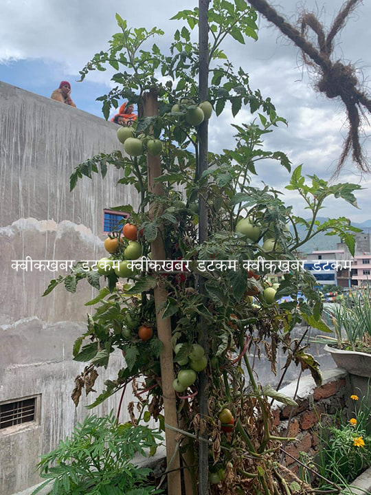 कौशी खेती गर्नेलाई लकडाउनमा पनि परेन तरकारीको समस्या